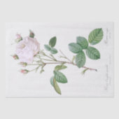 Seidenpapier: PIERRE'JOSEPH REDOUTÉ: WEISSE ROSE Seidenpapier (Vorderseite)