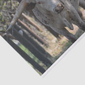 Seidenpapier Texas Longhorn (Ausschnitt)