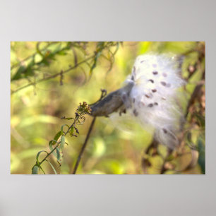 Seidenpflanzen-Fotoplakat Poster