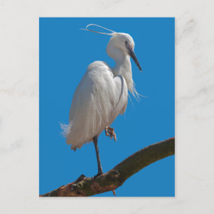 Seidenreiher Postkarte