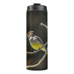 Seidenschwanz Singvogel Original Wildvogel Foto Thermosbecher