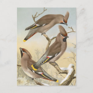Seidenschwanz Vintage Vogel Illustration Postkarte