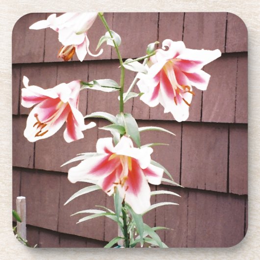 Seidenstraßenlilie Getränkeuntersetzer (Vorderseite)