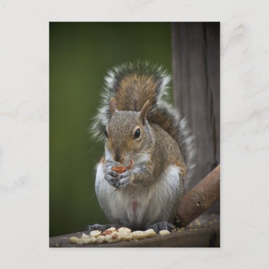 Seien Sie sehr ruhig Postkarte (Vorderseite)