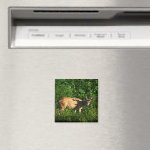 Seien Sie unterwegs Magnet (In Situ (Geschirrspüler))