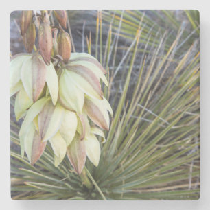 Seifenbaum-Yucca-Blüten am oberen Missouri Steinuntersetzer