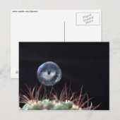 Seifenblase am Kaktus Postkarte (Vorne/Hinten)