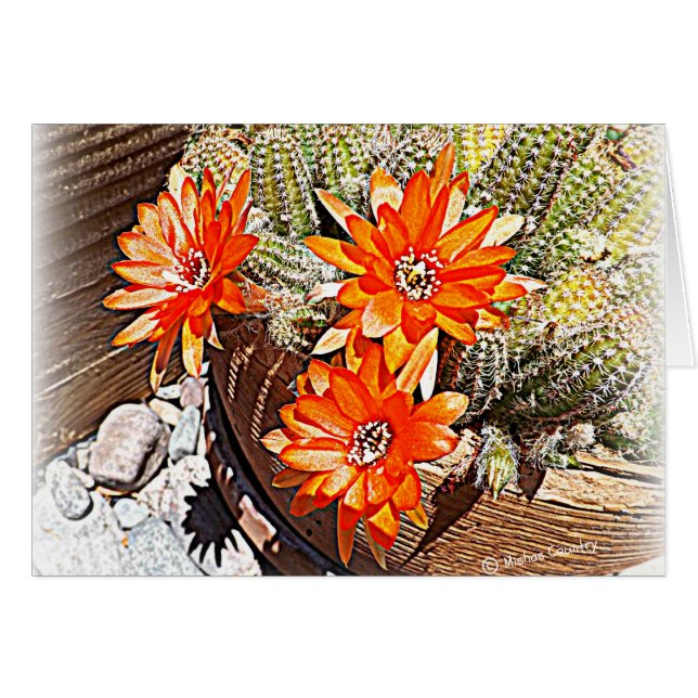 Seil-Kaktus-Blüte (Vorderseite (Horizontal))
