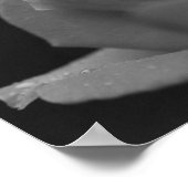 Seile auf Rosenknospe, schwarz und weiß Poster (Ecke)