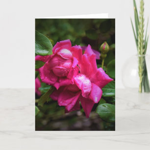 Seile und Rote Rosen, Karte