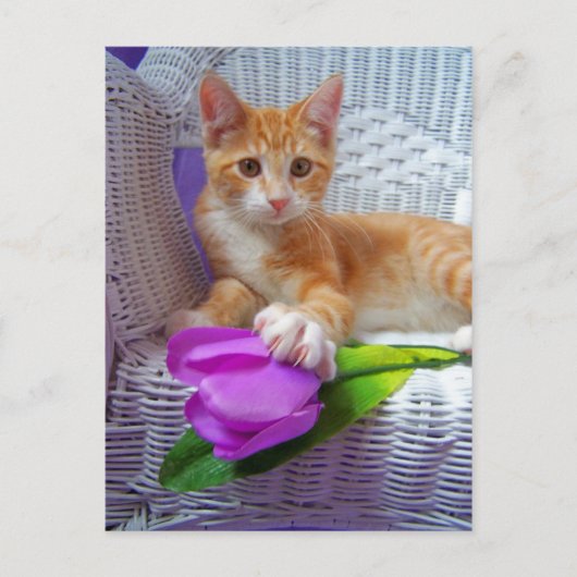 seine Hochlichkeit Cole Postcard Postkarte (Vorderseite)