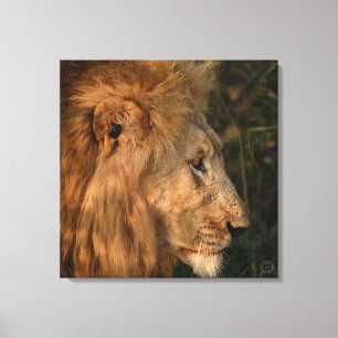 Seine Majestät afrikanische Lion Wrapped Canvas Pr Leinwanddruck