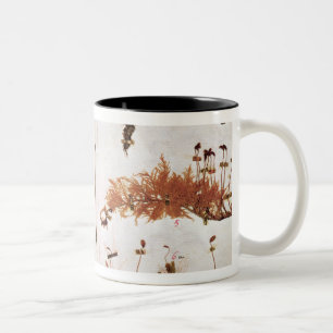 Seite 15 von einem Herbarium Zweifarbige Tasse