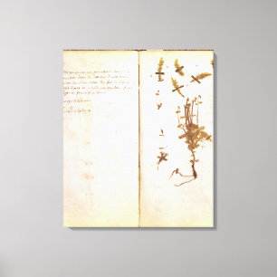Seite 24 von einem Herbarium Leinwanddruck