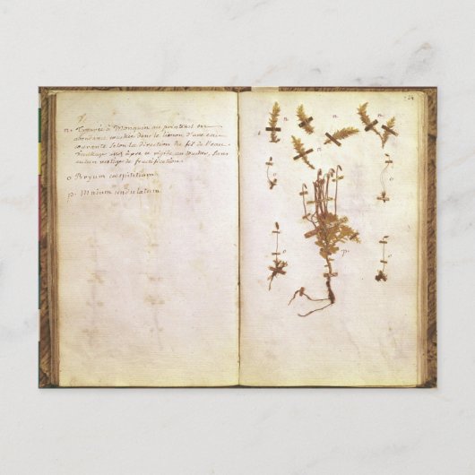 Seite 24 von einem Herbarium Postkarte (Vorderseite)