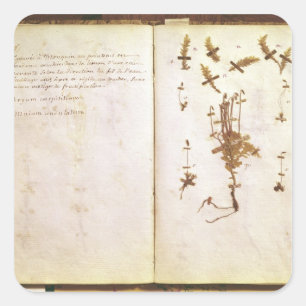 Seite 24 von einem Herbarium Quadratischer Aufkleber