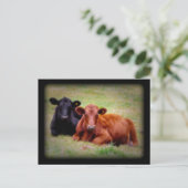 Seite an Seite Angus Rinderfotografie Postkarte (Stehend Vorderseite)