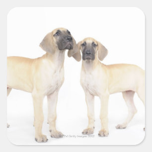 Seite an Seite, kleine Gruppe von Tieren, Zusammen Quadratischer Aufkleber