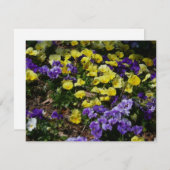 Seite der Lila und gelben Stiefmütterchen (Vorne/Hinten)