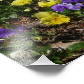 Seite der Lila und gelben Stiefmütterchen Fotodruck (Ecke)