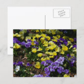 Seite der Lila und gelben Stiefmütterchen Postkarte (Vorne/Hinten)