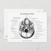 Seite der Schädeldetails Postkarte (Vorne/Hinten)