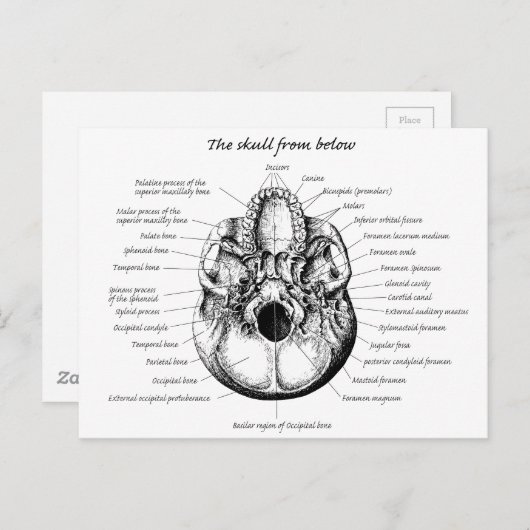 Seite der Schädeldetails Postkarte (Vorne/Hinten)