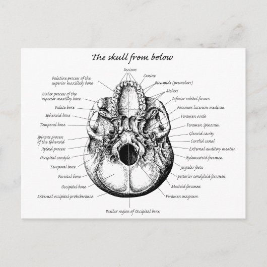 Seite der Schädeldetails Postkarte (Vorderseite)