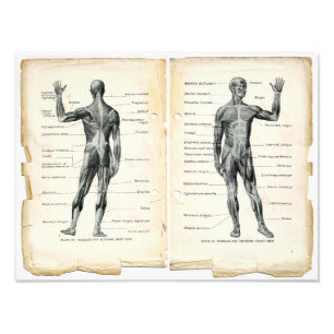 Seiten aus einem alten Anatomie-Buch Fotodruck