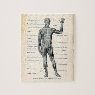 Seiten aus einem alten Anatomie-Buch Puzzle