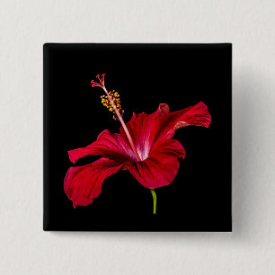 Seitenansicht der Blume des roten Hibiskus Button