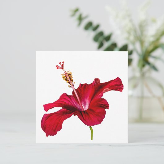 Seitenansicht der Blume des roten Hibiskus Einladung (Stehend Vorderseite)