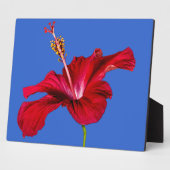 Seitenansicht der Blume des roten Hibiskus Fotoplatte (Seite)