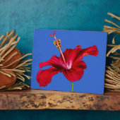 Seitenansicht der Blume des roten Hibiskus Fotoplatte (Seite)