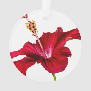 Seitenansicht der Blume des roten Hibiskus Ornament
