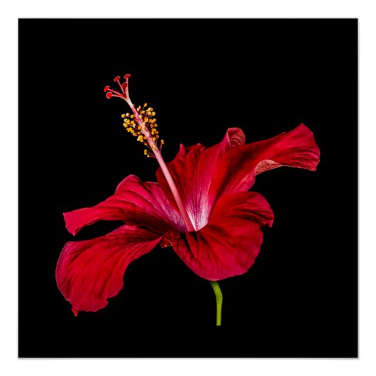 Seitenansicht der Blume des roten Hibiskus Poster (Vorderseite)