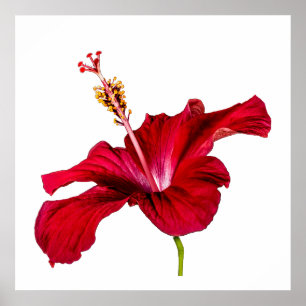 Seitenansicht der Blume des roten Hibiskus Poster
