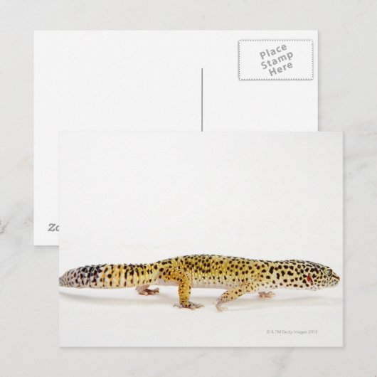 Seitenansicht der Leopardenechse Postkarte (Vorne/Hinten)