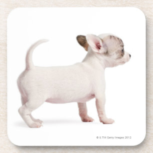 Seitenansicht des Chihuahua-Welpen (10 Wochen alt) Getränkeuntersetzer