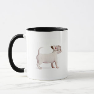 Seitenansicht des Chihuahua-Welpen (10 Wochen alt) Tasse