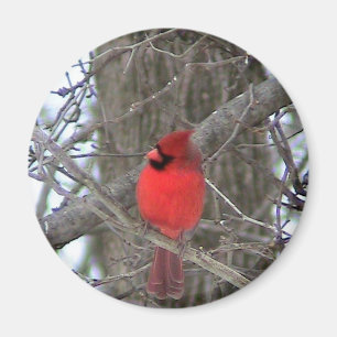 Seitenansicht des männlichen Kardinals Magnet