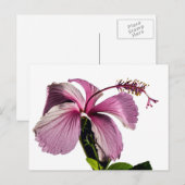 Seitenansicht des rosa Hibiskus Blume Postkarte (Vorne/Hinten)