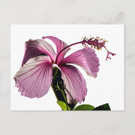 Seitenansicht des rosa Hibiskus Blume Postkarte (Vorderseite)