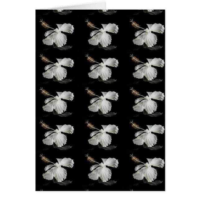 Seitenansicht des weißen Hibiskus Blume (Vorne)