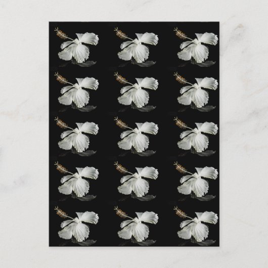 Seitenansicht des weißen Hibiskus Blume Postkarte (Vorderseite)