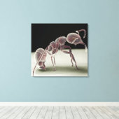 Seitenansicht einer Ameise Leinwanddruck (Insitu (Holzboden))