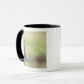 Seitenansicht einer Baum-Dickzungeneidechse Tasse (Vorderseite Links)