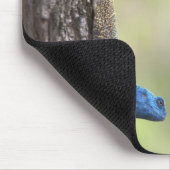 Seitenansicht eines Baumes Agama (Acanthocerus) Mousepad (Ecke)