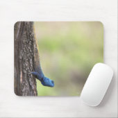 Seitenansicht eines Baumes Agama (Acanthocerus) Mousepad (Mit Mouse)