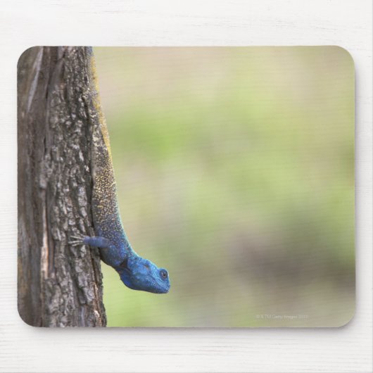 Seitenansicht eines Baumes Agama (Acanthocerus) Mousepad (Vorne)